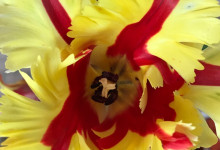 Schreibtischtulpen3