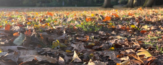 Ungeplantes Herbstglück im Schrevenpark